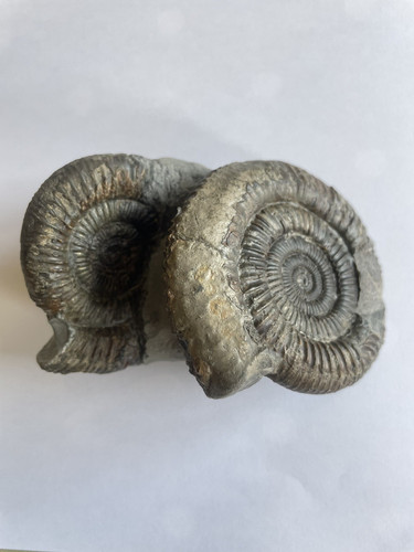 Dactylioceras double - dactylioceras, sp