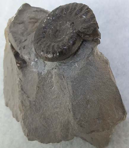Grammoceras ammonite fossil - grammoceras,