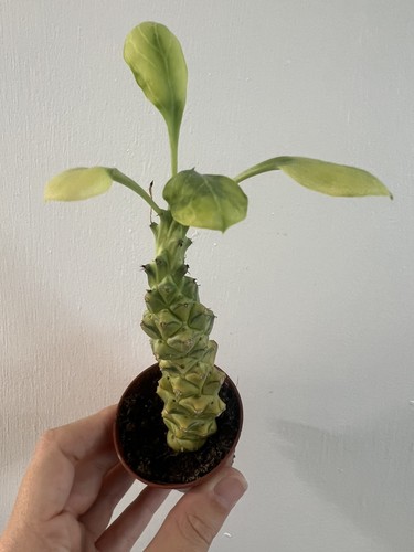 Euphorbia ritchiei variegated - euphorbia,