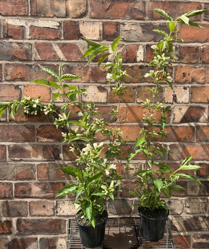 Large weigela candida - large, 'candida'
