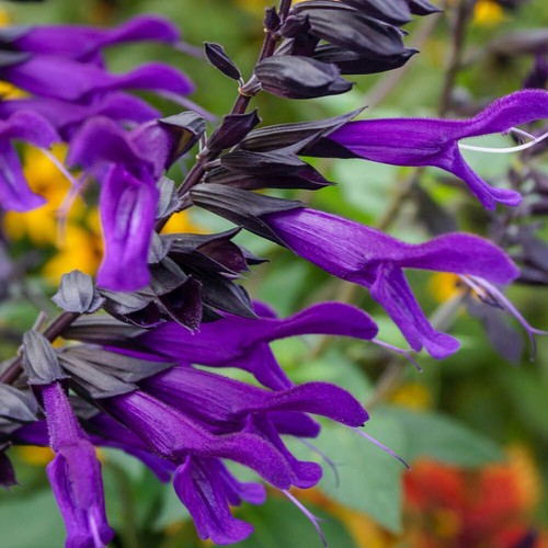 Perennial plant salvia - perennial,