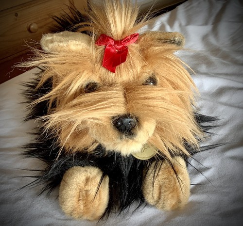 Yorkshire terrier yorkie dog - terrier,