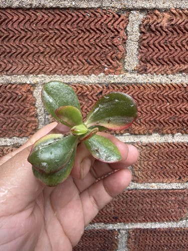 Crassula ovata hummels ghost - crassula,