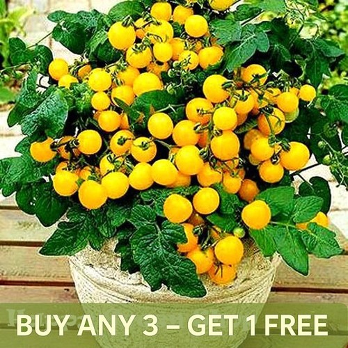 Vegetable tomato seeds - vegetable,