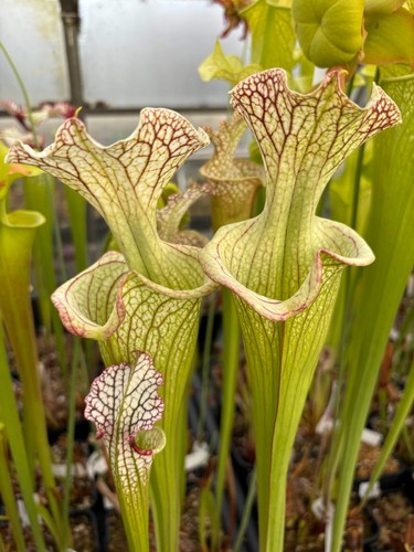Sarracenia glynis wheeler - (glynis, x