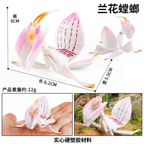 2cm orchid praying - praying, mantis