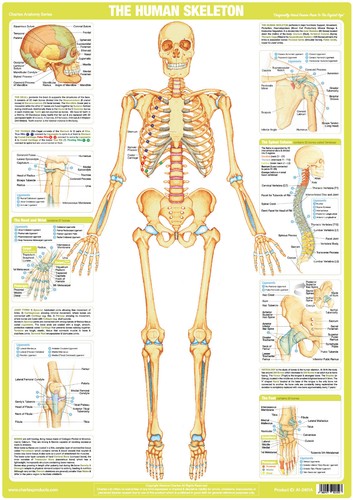 Skeleton poster human body - |,