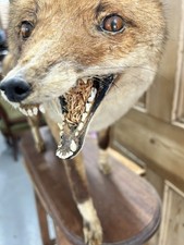 Vulpes Vulpes Taxidermy Fox