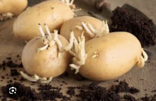 Seed potatoes autumn planting - ,