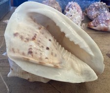 Queen horned helmet - helmet, conch