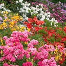 3 X MIXED RHODODENDRONS BUSHY SHRUBS COLOURFUL POTTED GARDEN PLANTS IN POT