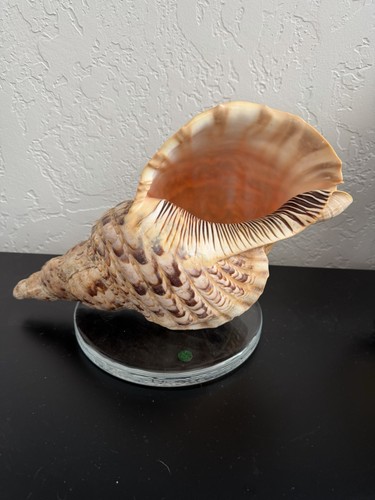 Charonia tritonis giant - charonia,