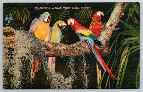 Vintage postcard macaws - vintage,