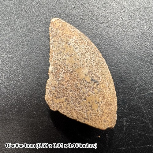 Majungasaurus dinosaur tooth