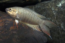 3-Pack Black Paradise Gourami