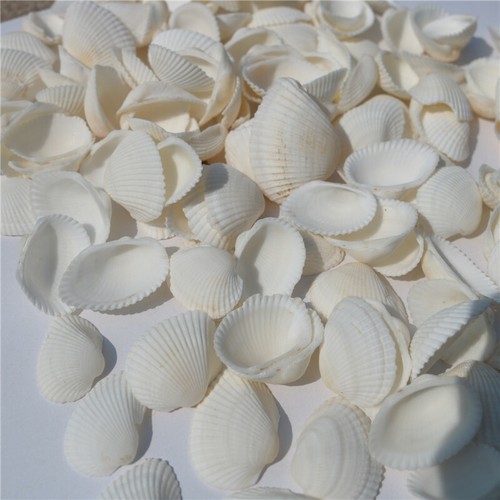 500g natural sea - 500g, shell