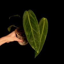Anthurium warocqueanum