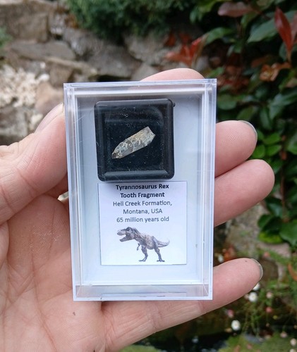 Genuine rare tyrannosaurus rex - genuine,