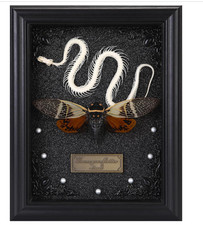 AUTHENTIC CICADA Specimen And