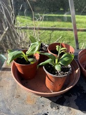 Banana Plant Musa Dwarf