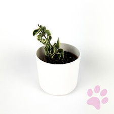 Hoya Compacta Variegated