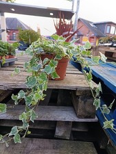 Hedera Helix 'White Wonder' | 12 Cm Pot | English Ivy | Trailing Plant