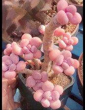 10x Pachyphytum Hybrid Seeds -