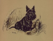 Scottish Terrier - CUSTOM