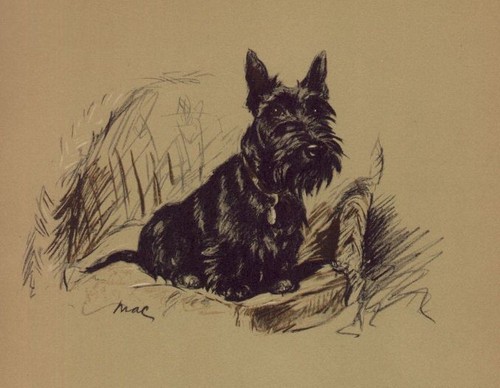 Scottish terrier custom - scottish,