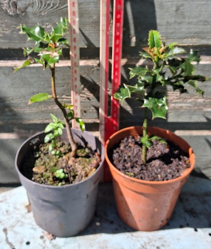 Holly tree ilex aquifolium - tree,