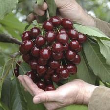 Fruit Tree, Stella Cherry