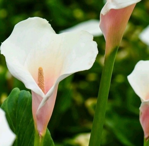 Zantedeschia kiwi blush 5cm - kiwi,
