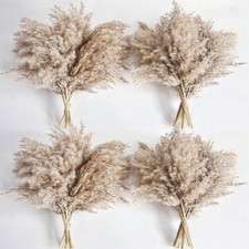 40 PCS Nature Pampas Grass