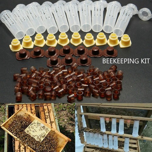 Time saving bee queen - time,