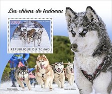 Siberian HUSKY DOGS / Sledge Working Dog MNH 1v-Stamp Sheet #67 (2021 Chad)
