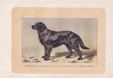 1896 FLAT-COATED RETRIEVER Dog Print - Dog Wall Art Gift - 10 x 7 Inches