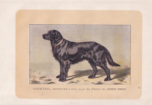 1896 flat coated - 1896, dog