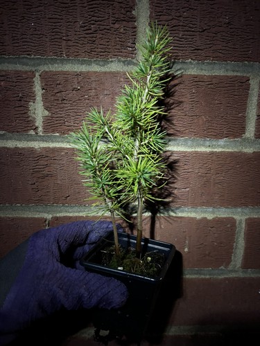 Cedrus libani cedar of - cedrus,