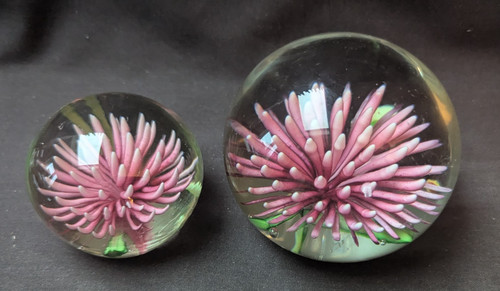 Vintage pink chrysanthemum - vintage,