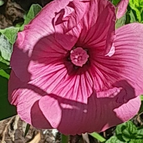 Large ruby regis mallow - regis,