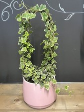 Hedera helix ivy plant - hedera,