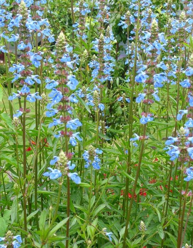Salvia uliginosa 9cm pot - 9cm,