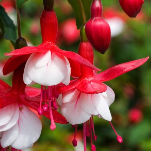 Fuchsia snowcap 3lt pot - fuchsia,