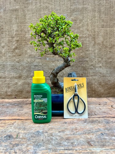 Chinese elm bonsai tree - chinese,