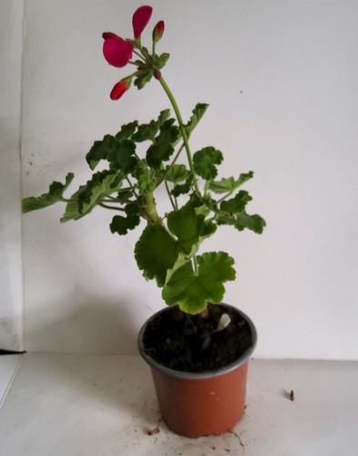 Pink geranium - pink, (pelargonium)