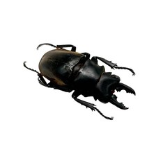 Black brown stag - black,