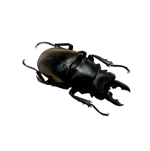 Black brown stag beetle - black,