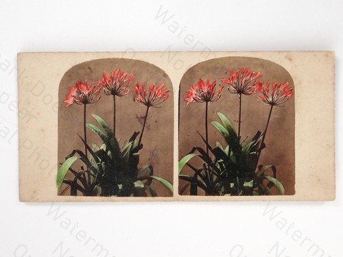 Red nerine spider lily flower - red,
