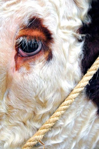 Pedigree hereford cow cattle - cow,