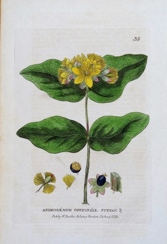 Original antique botanical - antique,